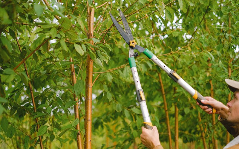 Tree trimming in Rogersville, AL